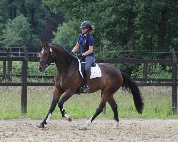 broodmare Funny (Westphalian, 2009, from Fürst Grandios) broodmare Funny (Westphalian, 2009, from Fürst Grandios)