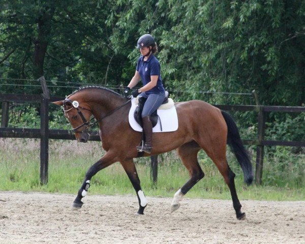 Zuchtstute Sternina (Westfale, 2008, von Stalypso)