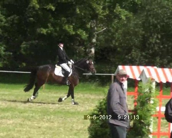 Caballo de salto Escoreal 11 (Hannoveriano, 2005, de Escudo I)