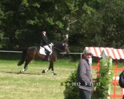 jumper Escoreal 11 (Hanoverian, 2005, from Escudo I)