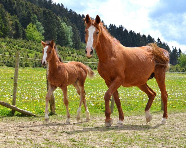 broodmare Lady Labrador (Westphalian, 1994, from Labrador)