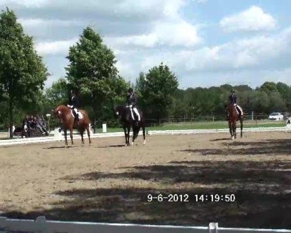 broodmare Petite Fleur (Westphalian, 1993, from Parforce)