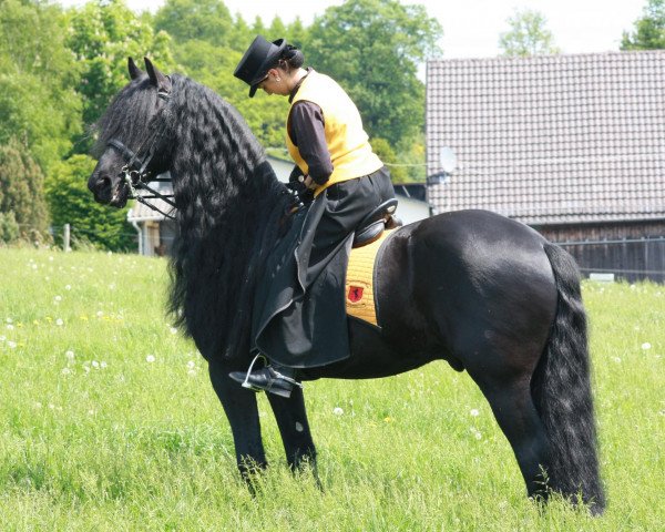 dressage horse Gurbe fan'e Welle (Friese, 2002, from Thomas)