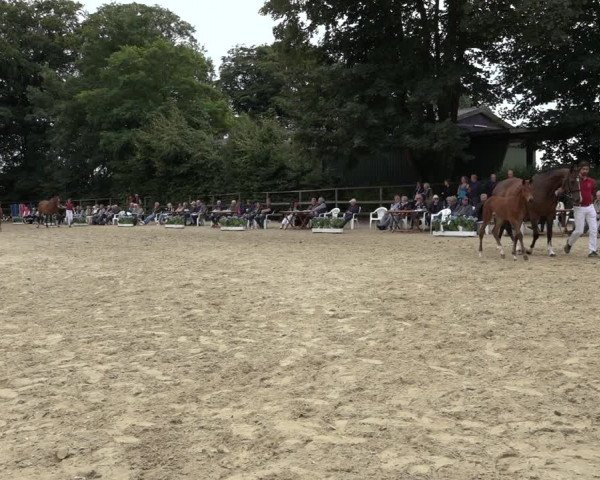 Holsteiner Fohlenchampionat im Körbezirk Rendsburg-Eckernförde 2022