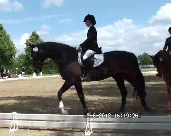 dressage horse Rain Man 28 (Hanoverian, 1996, from Rabino)