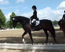 dressage horse Rain Man 28 (Hanoverian, 1996, from Rabino)