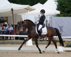 Stallone da monta Der kleine Earl (Pony da Sella Tedesco, 2018, di Der feine Lord AT)