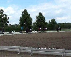 horse Linie 2 (Hanoverian, 2005)