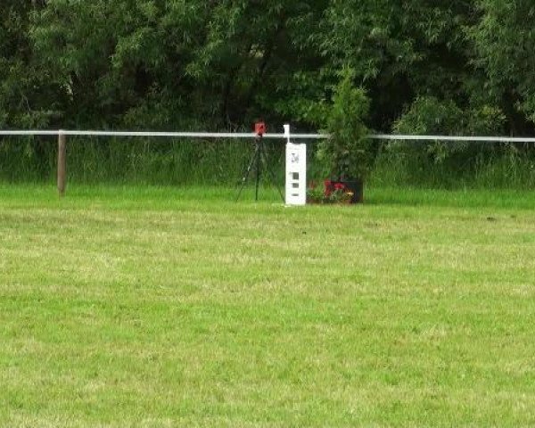 dressage horse Bacardi Giovanna (unknown, 2003)