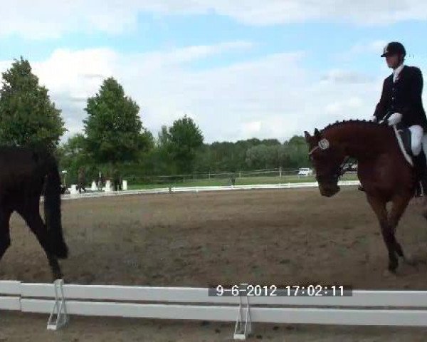 dressage horse Odin 313 (Trakehner, 2001, from Liebestraum)