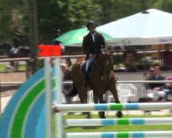 jumper Verdi Veni Vici (KWPN (Royal Dutch Sporthorse), 2007, from Verdi)