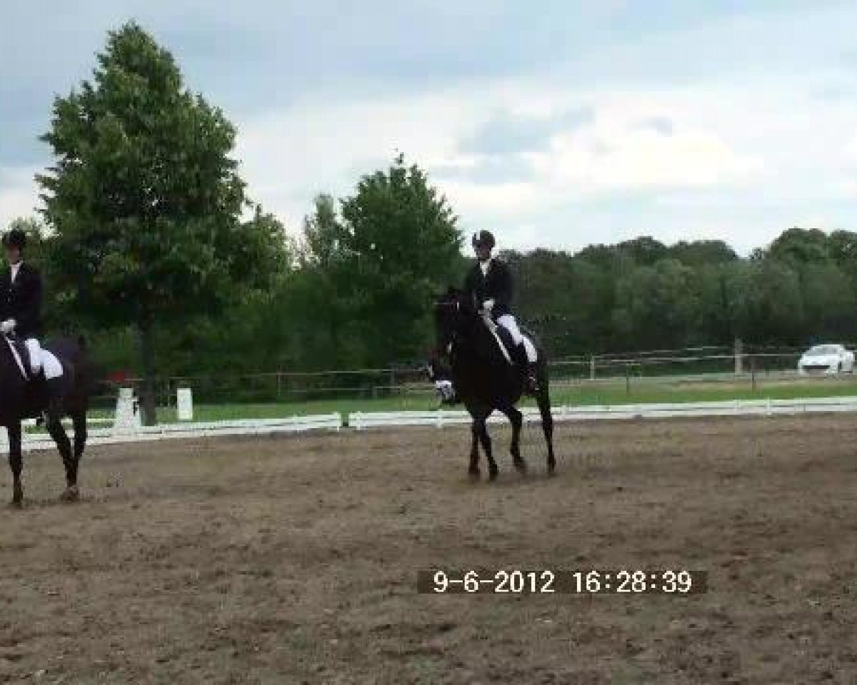 Drezurní kůň Lapiduros (Westfálský kůň, 1994, od Labrador) - Großes Sommerturnier in Hille 2012 09.06.2012
31 Mannsch.-Dressurprüfung Kl.A*, Merkur-Cup
