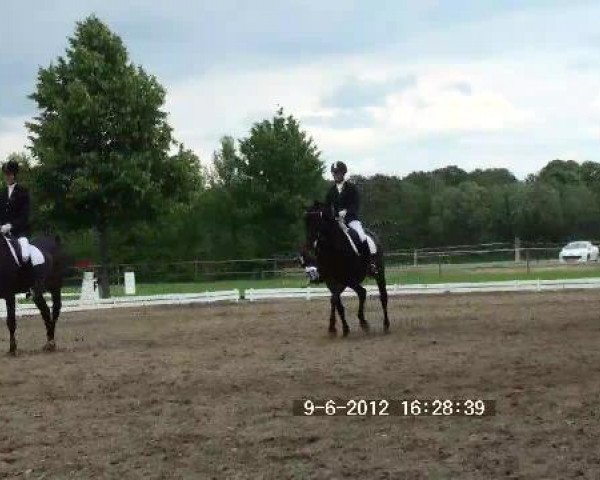 jumper Lapiduros (Westphalian, 1994, from Labrador)