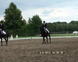 jumper Lapiduros (Westphalian, 1994, from Labrador)