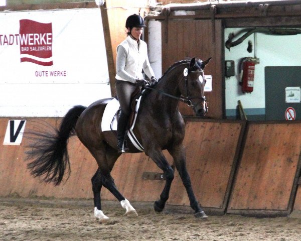 Zuchtstute Carla (Westfale, 2009, von Contendro I)