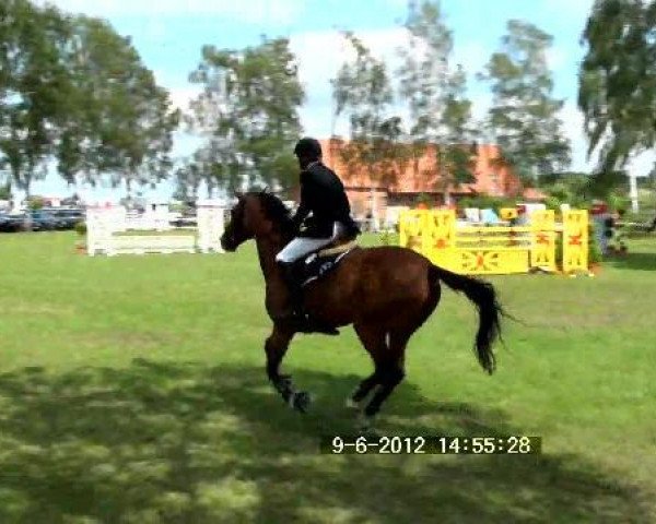 broodmare Alexa (Saxony-Anhaltiner, 2002, from Al Cantino) broodmare Alexa (Saxony-Anhaltiner, 2002, from Al Cantino)