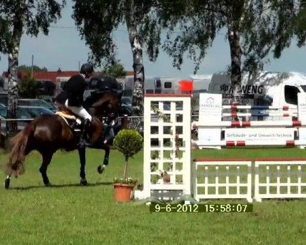 broodmare Ave Maria 5 (Oldenburg, 2005, from Quattro B)