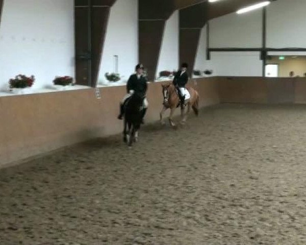 dressage horse Desiree 457 (German Riding Pony, 1997, from Durello)
