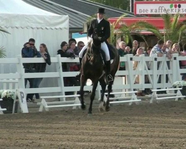 dressage horse Partyking (Oldenburg, 1997, from Pik Noir)