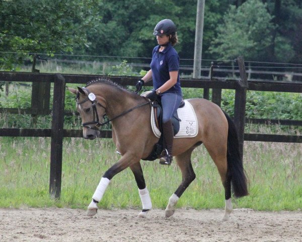 broodmare Mary Puck (German Riding Pony, 2009, from Mozart II)