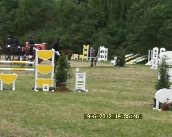 Springpferd Cosmos 61 (Hannoveraner, 2005, von Converter I)