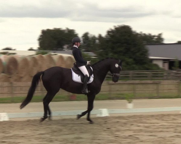 Reitturnier Schülp / Rendsburg 2022