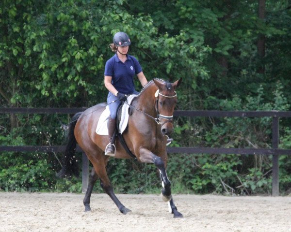broodmare Carlalu (Westphalian, 2009, from Clinton H)