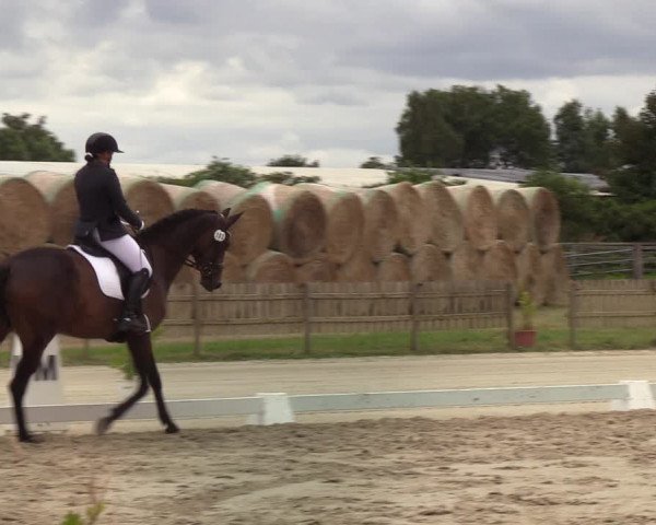 Reitturnier Schülp / Rendsburg 2022