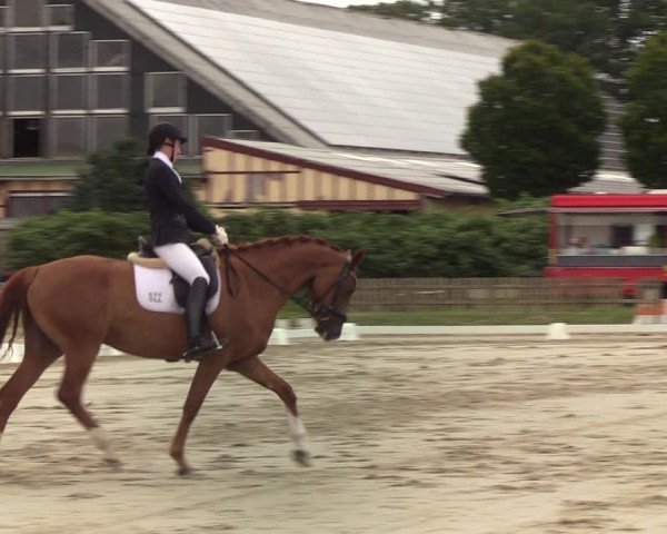 Reitturnier Schülp / Rendsburg 2022