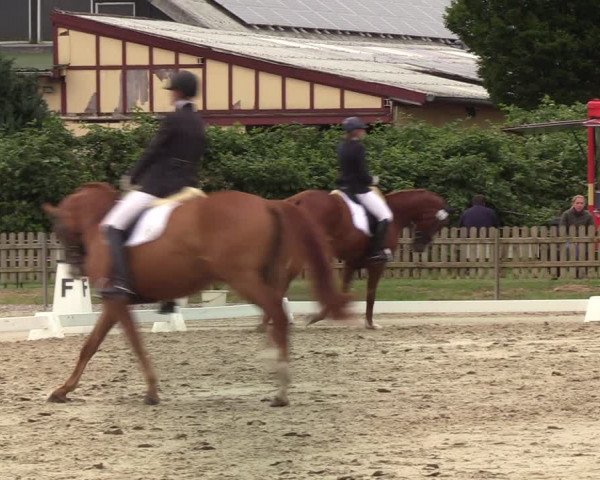 Reitturnier Schülp / Rendsburg 2022