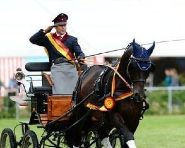Dressurpferd Sir Lausitz (Deutsches Sportpferd, 2006, von Samba Ole)