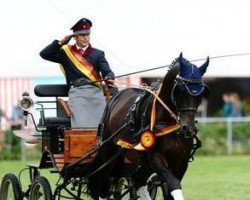 dressage horse Sir Lausitz (German Sport Horse, 2006, from Samba Ole)