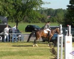 jumper Coeur Diamond (Oldenburg, 2006, from Shamane)