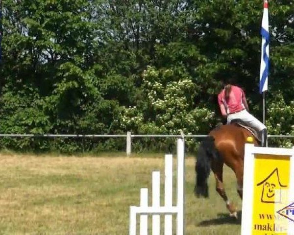jumper Call me Curti (German Sport Horse, 2006, from Corton)