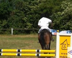 Springpferd Don Romeo 4 (Hannoveraner, 2004)