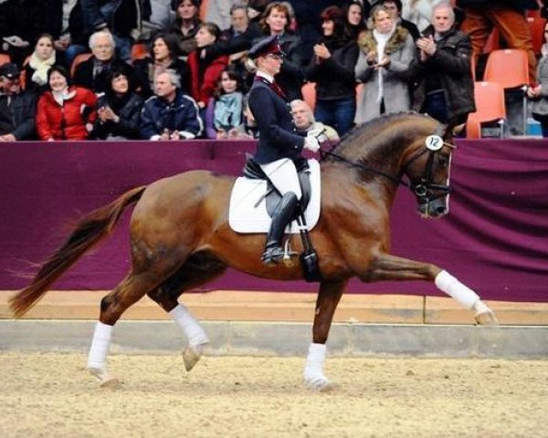 Deckhengst Quaterback (Deutsches Sportpferd, 2003, von Quaterman I)