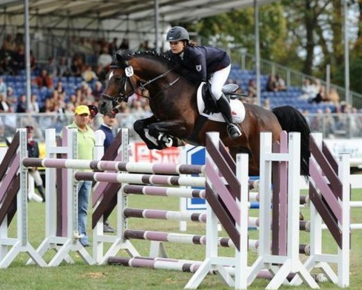 Deckhengst Maverick (Deutsches Reitpony, 2001, von Mentos)