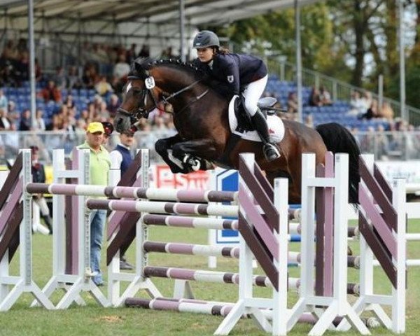 stallion Maverick (German Riding Pony, 2001, from Mentos)