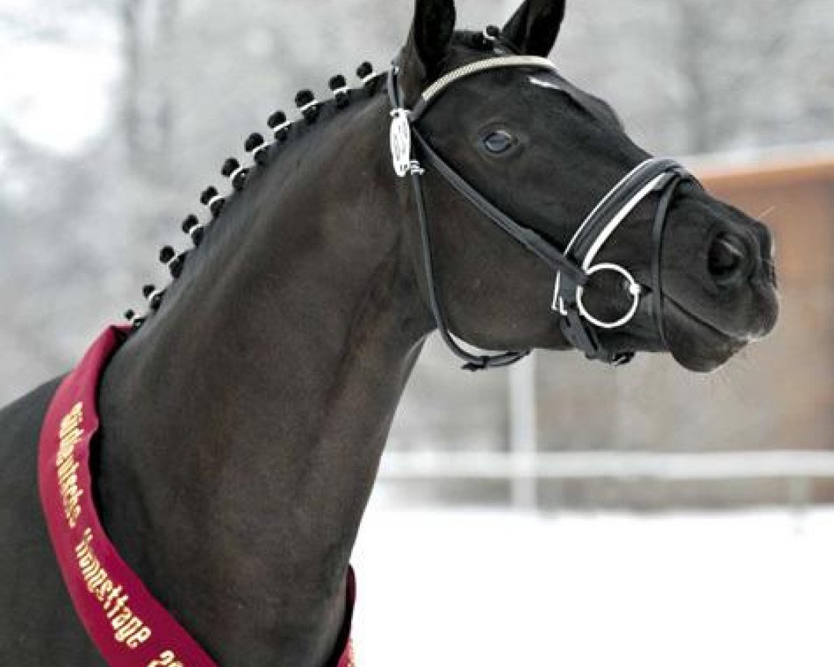 Deckhengst Susu's Boy (Bayer, 2009, von Swarovski)