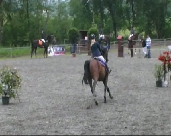 jumper Quinta 65 (Oldenburg show jumper, 2002, from Quincy Z)