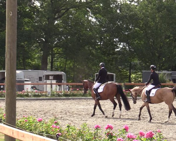 Reitturnier Schwanewede  2022