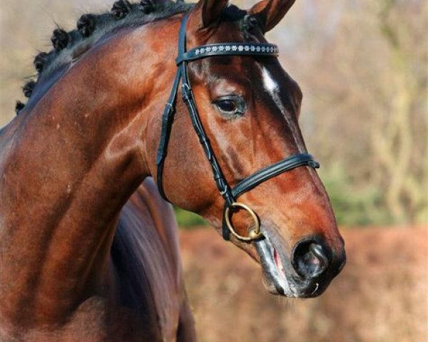 dressage horse Bøgegårdens Laurino (Hanoverian, 2003, from Lauries Crusador xx)