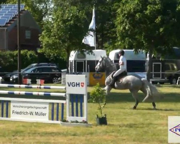 Springpferd Changing Wind (Hannoveraner, 2007, von Contendro I)