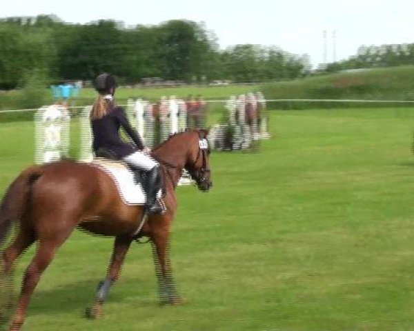 Springpferd Fantine 2 (Hannoveraner, 2003, von Fabriano) Springpferd Fantine 2 (Hannoveraner, 2003, von Fabriano)