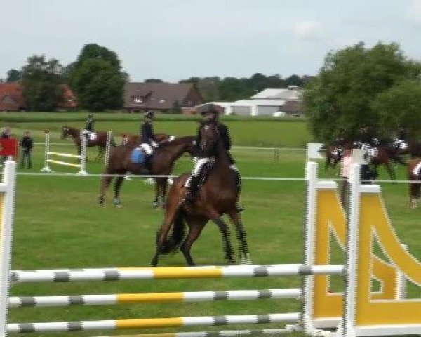 broodmare Cäcilia (Hanoverian, 2002, from Carismo II 123 FIN)