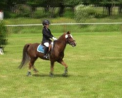 dressage horse Rocky 1554 (Welsh mountain pony (SEK.A), 1994, from Rian's Fleurop)