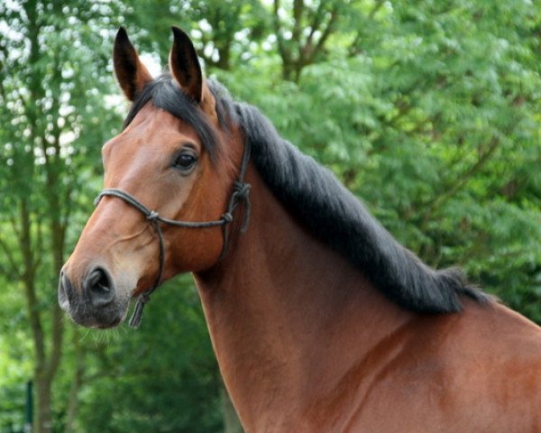dressage horse Flussfischer (Hanoverian, 2005, from Fürstenreich)