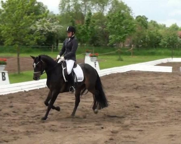 broodmare Nanuchi P (Westphalian, 2006, from Nabucco R)