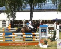 jumper Only you 29 (Westphalian, 2005)