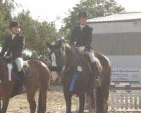 dressage horse Leander 229 (Westphalian, 1999, from Lamoureux II)